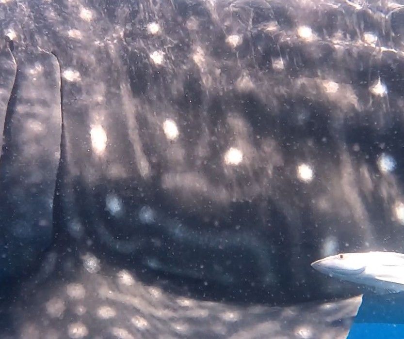 b69aab31-2a48-4dda-a49c-14f0691b3186