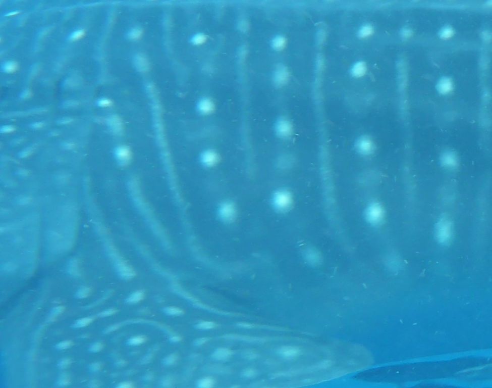 923a0678-75bf-4a48-9e6f-15f58e0fb538