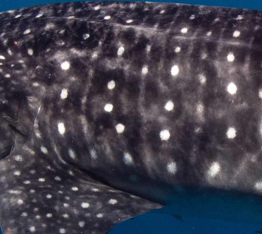 2c305160-cb55-4141-91ca-c1448106def9