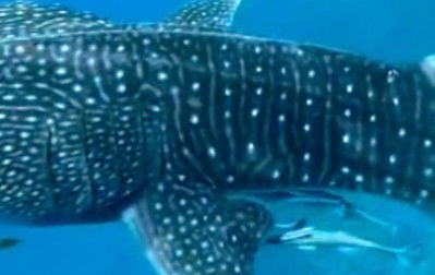 c45d0776-7608-45d0-a526-60b4344cf3b6