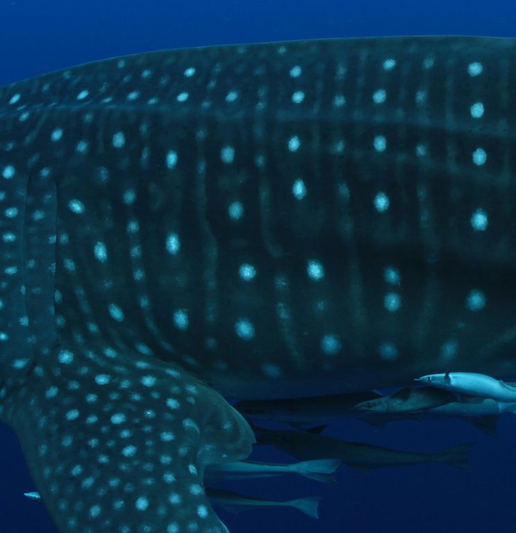 755da672-6ef7-44bf-bebd-8edc141bf8d5