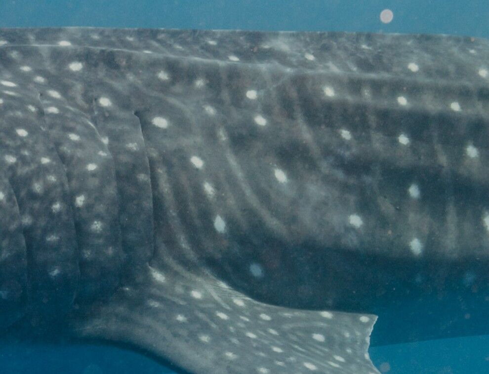 2618e0be-8a52-4f41-9ac8-c9eb71b1aee1