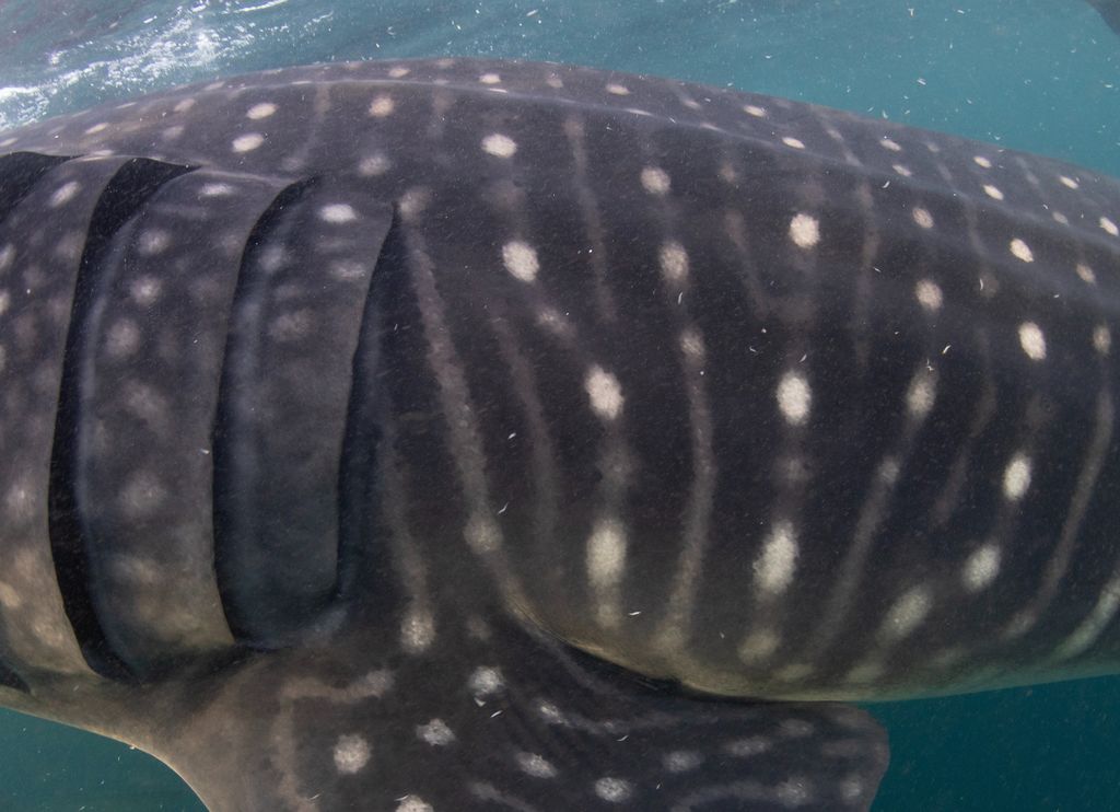 84474847-9e1a-41af-ad13-5697d59df920