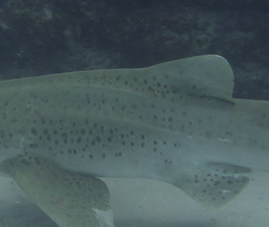 051bf21f-f854-4ad0-9110-432b8b9c0da2