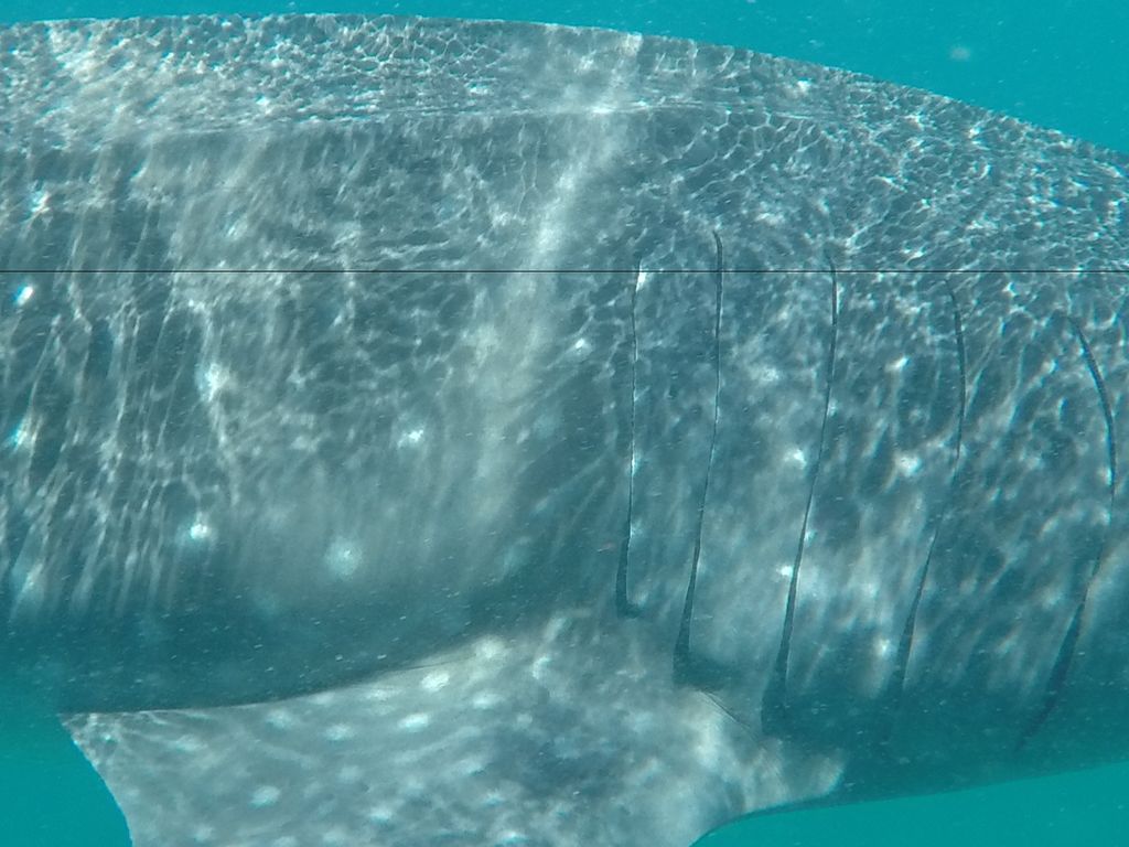 ae31de93-1d72-4279-a96e-d96f5cd5c1ed