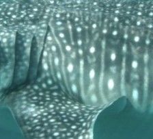 1c6584c0-0dff-4857-b65f-f35ec027cbb4