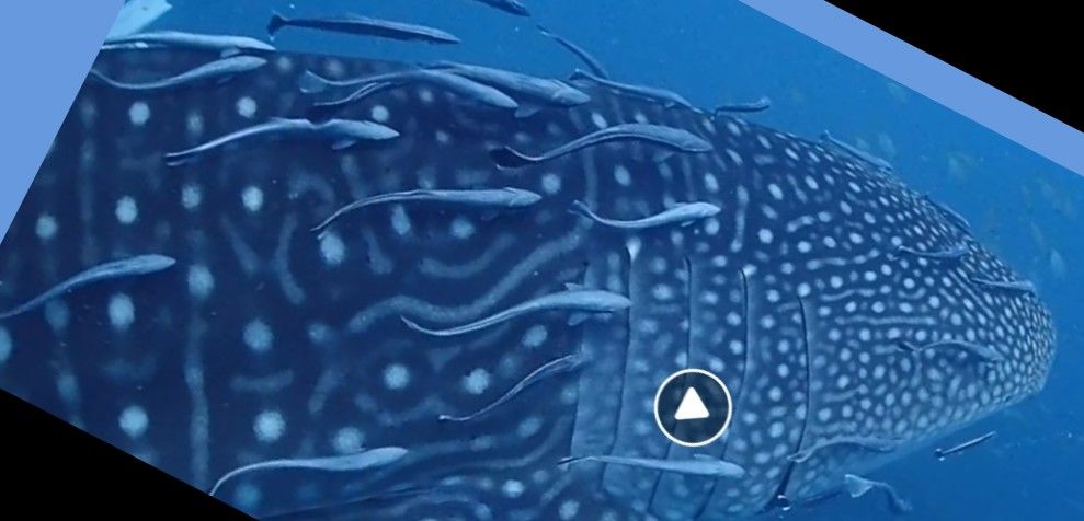 701f8e71-c7f8-4984-9f56-aa5c867b190f