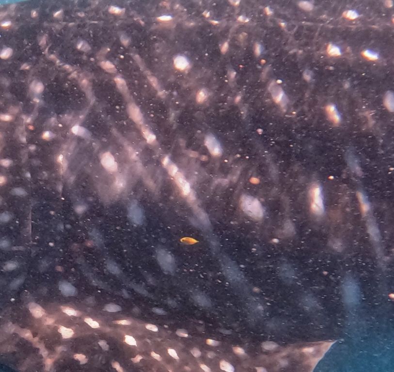 c55fbf93-d241-44c5-97cd-a50b0397bfc6