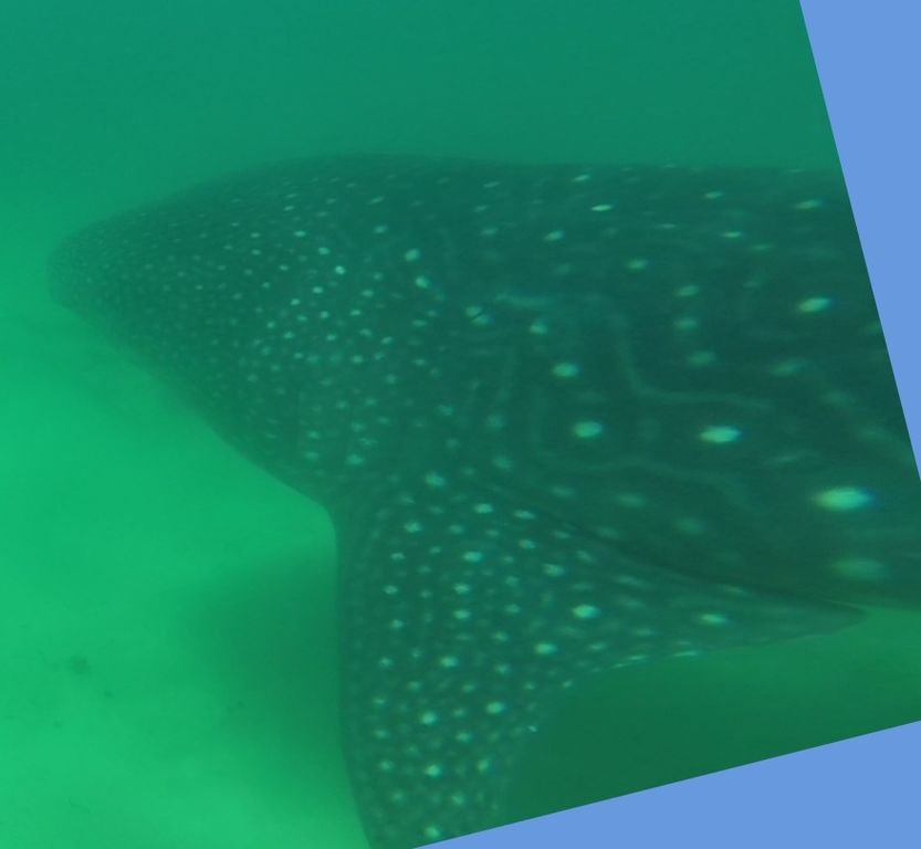 a46a1e1a-2935-47ee-a679-7b25d7a10646