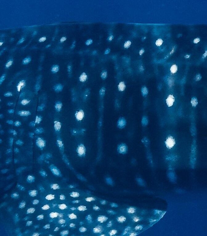 89d6d2a7-ba3a-4408-adb0-0c2f515d6a2e