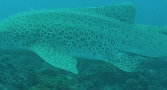 c11e34db-3108-420a-985d-1913a5b9de32