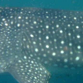 a0a10243-7aaf-4e6c-8b83-a64ada0439c2