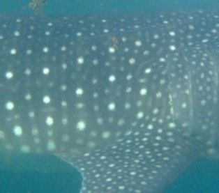 a0a10243-7aaf-4e6c-8b83-a64ada0439c2