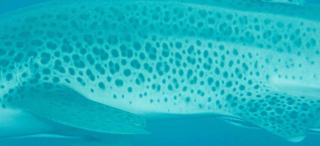 d1033600-38f9-42d9-8200-01b657eeba56