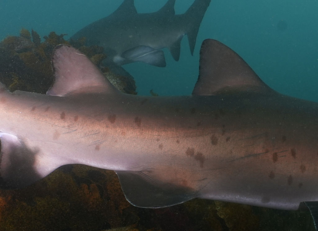 9e4ddc36-64de-4a44-af12-d5ae46377921