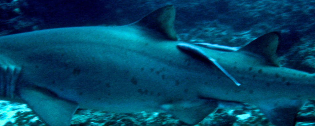 9ab21e8a-633a-4bf4-8a5e-c13319e97c2b