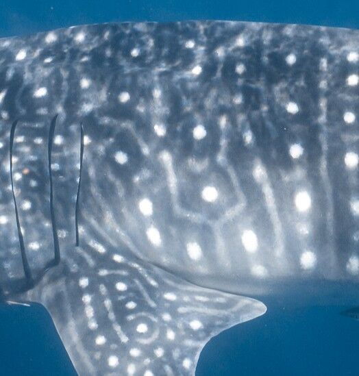 d31a8711-ff72-40f6-a856-eef3f5c60790