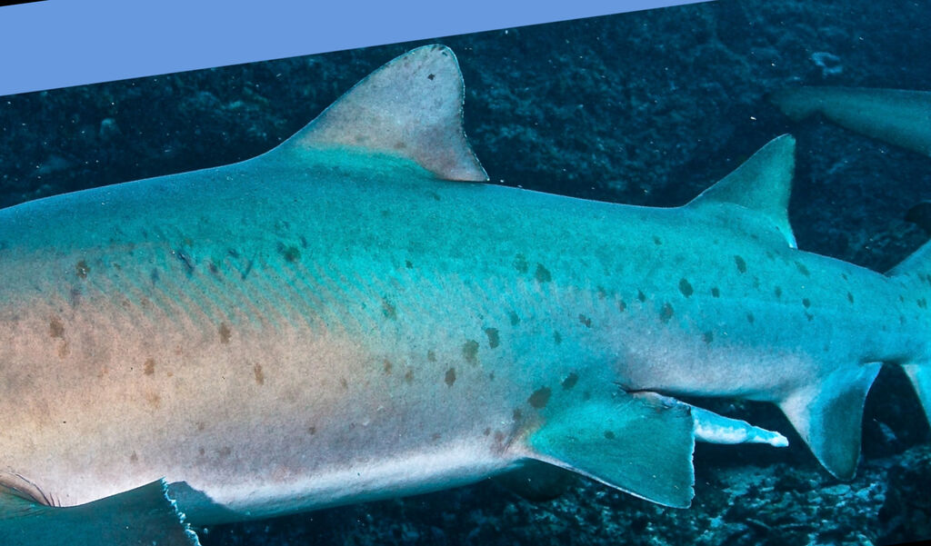 c019f056-fa1a-489a-aacf-d2cebe3cdc09