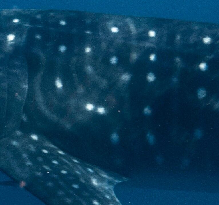 fef602ad-bc2b-4293-aa30-6789a72f130b