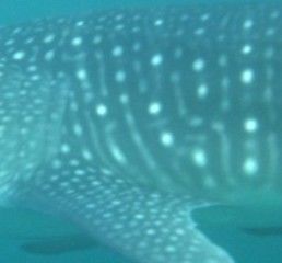 20b1f6e9-ff34-4d12-ae26-2720f3a2e619