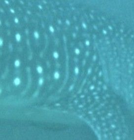 20b1f6e9-ff34-4d12-ae26-2720f3a2e619