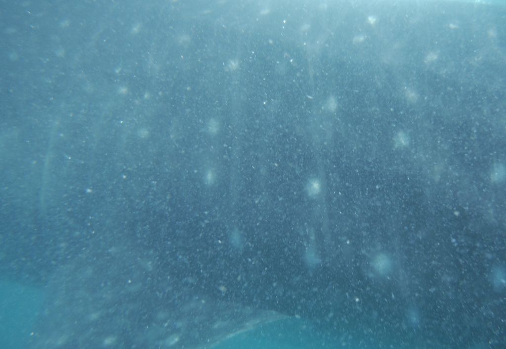 29de3339-1c95-4d72-928d-8c988e94f31c