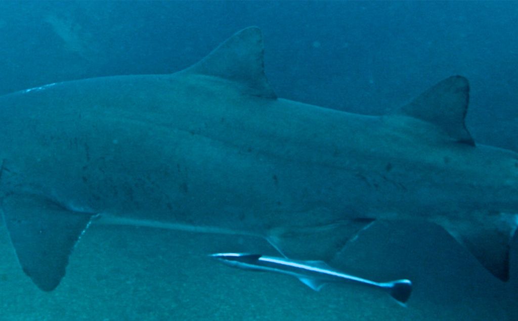 9680dfcf-0e12-4d90-9b68-ab09d00a9395