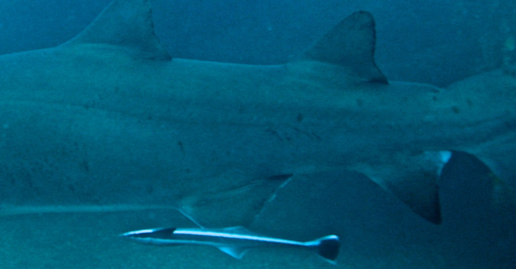 9680dfcf-0e12-4d90-9b68-ab09d00a9395