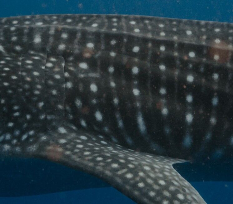 9bf5fe74-e5c1-4500-b8f7-78d517d0a830