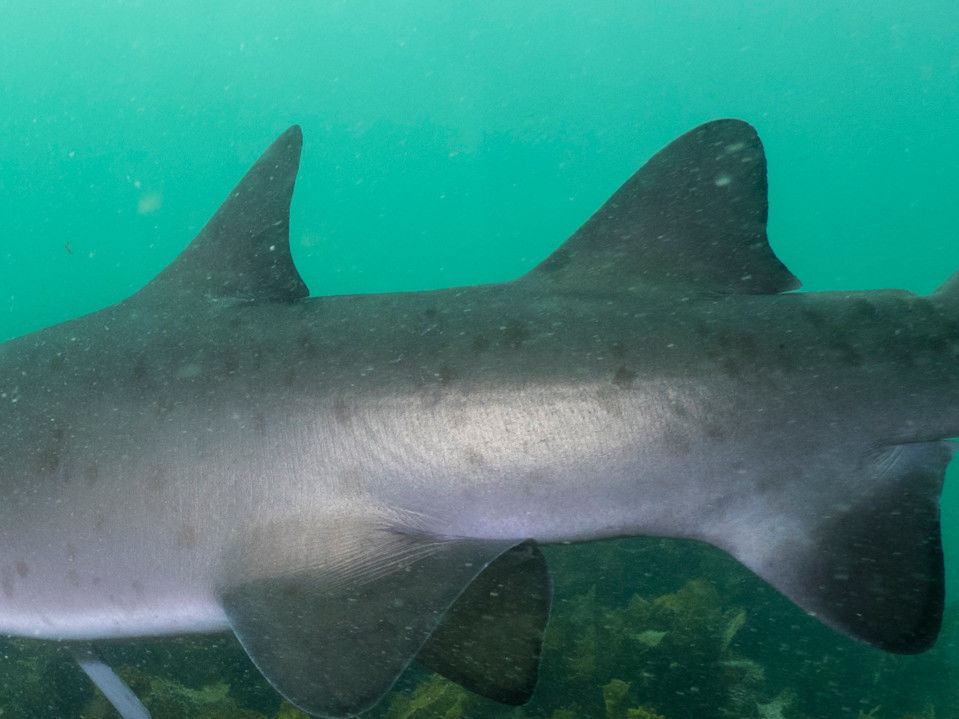 362b7f38-5caf-4319-8a8d-3d1890700297