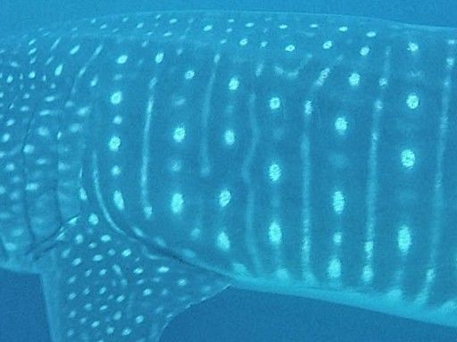 111cfdc3-a393-4edc-92e7-4b41c5d2c1ec