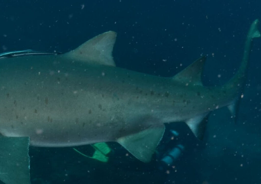 51565b11-a55d-462f-8d34-f2feb1e8a6dc