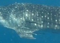 a356c3f0-65ac-4b65-a6cc-78ef5ec5b5f6