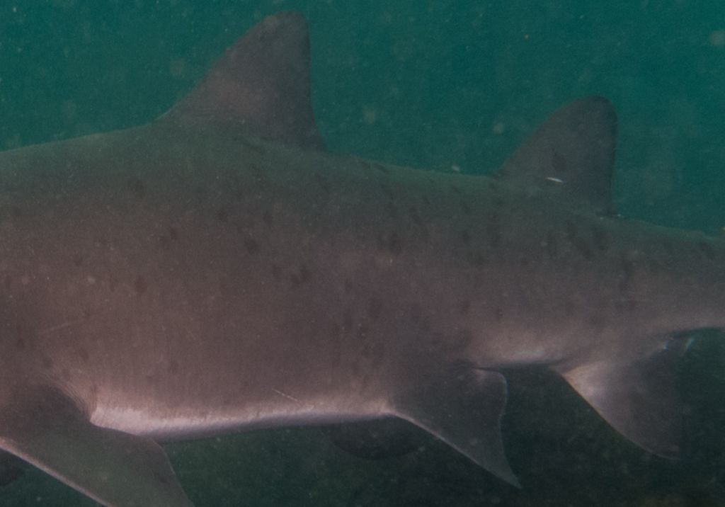 a5e2d0da-4224-4471-a35d-946318738aba