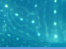 8e658a7b-187c-43a8-a6e7-bb518bd56657