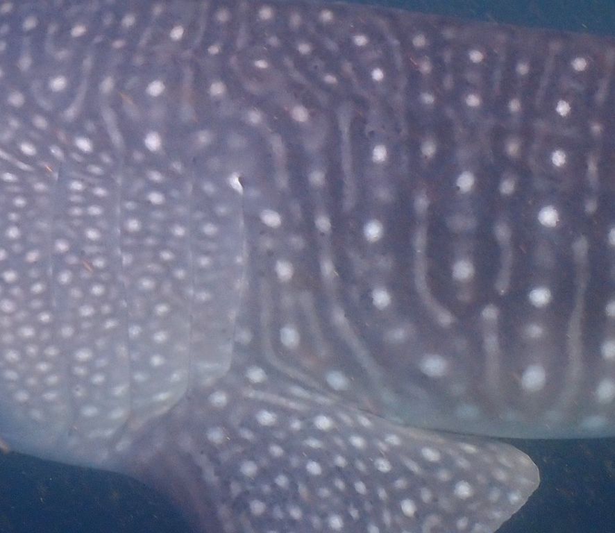 723943b7-36d3-47f3-9888-075653a84edf