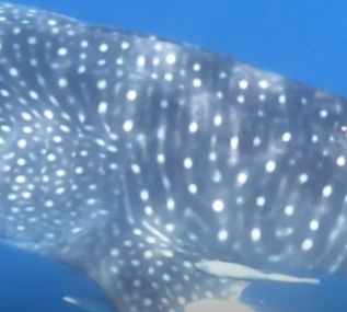 2b633f57-af8c-473a-921f-e431bee984b9