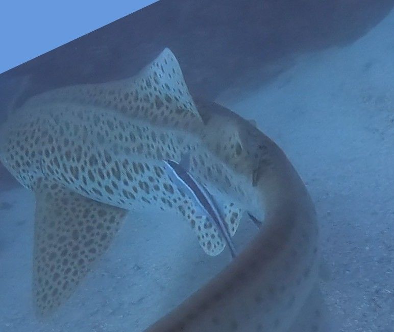 93828a76-6145-4327-ab5b-ec4fa5a10ab0