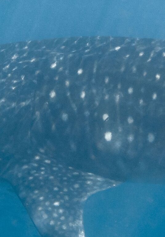 295a5ae7-83cd-4501-a92f-94f4a780db0e