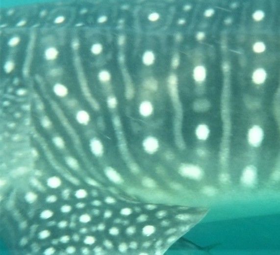 5f929311-0386-4963-a65c-8472ce6a2a3f