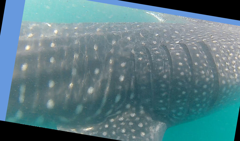 08292513-5883-4262-87df-52d7f018657e