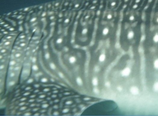 1866eb0f-f592-4f8c-9ad7-15eb00941b52