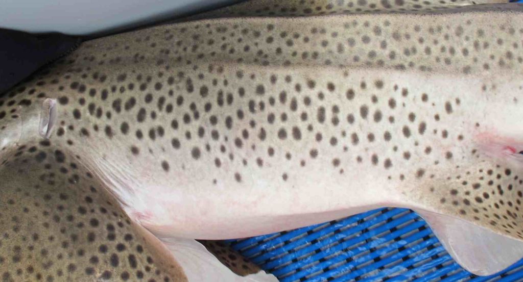 8a06f2c2-01a1-42ca-80bf-0e3f4e488e0a