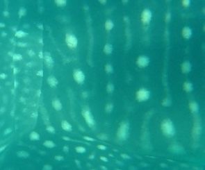 4e88df75-5705-40dd-8b01-0be82808190f