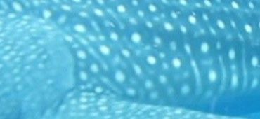 8e27c395-dc2b-4e4c-9546-44b283ff8c86