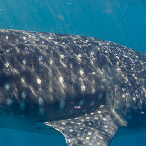 2f0ae6d1-fd34-43dd-9ef9-c59f7f9729fd