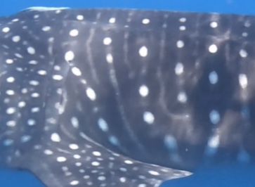 7e1ddaea-1343-4036-893b-27160e1099cf