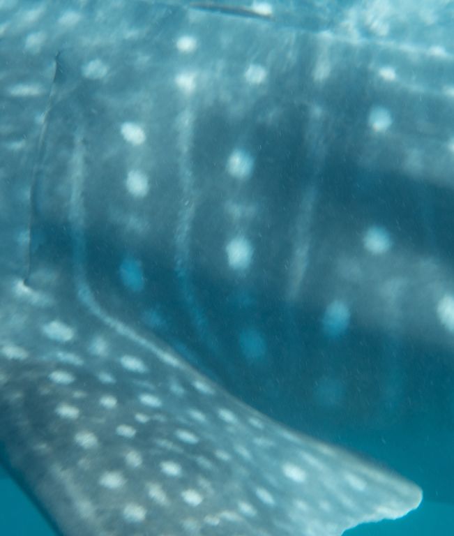 8f0df77c-00ab-45ec-a774-99a83df1e066