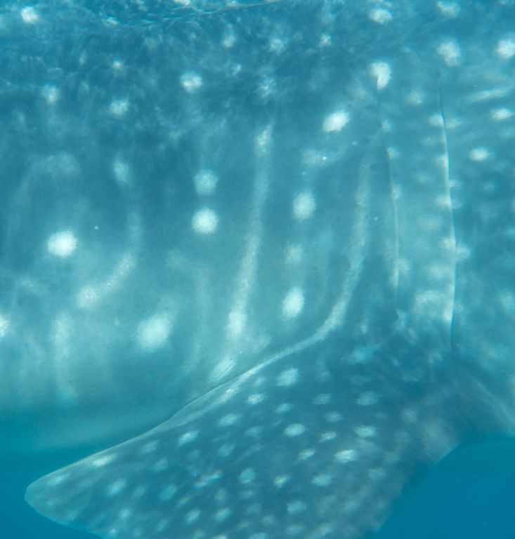 8f0df77c-00ab-45ec-a774-99a83df1e066