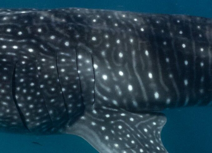 3017e50b-dec4-4cd6-afde-ec5982a25805